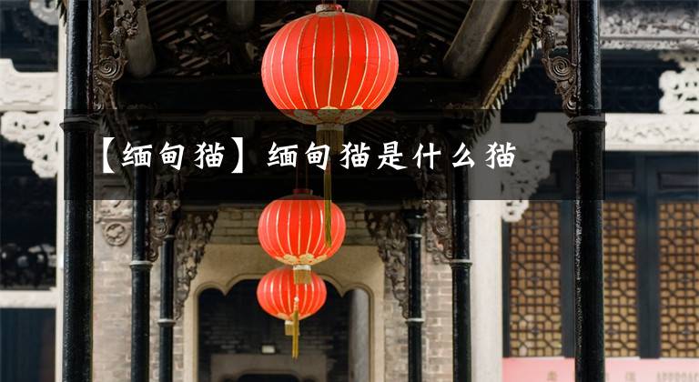 【缅甸猫】缅甸猫是什么猫