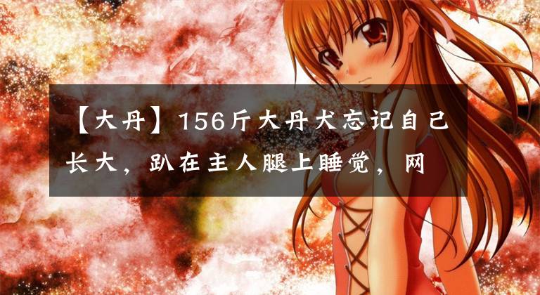 【大丹】156斤大丹犬忘记自己长大，趴在主人腿上睡觉，网友：腿会麻掉
