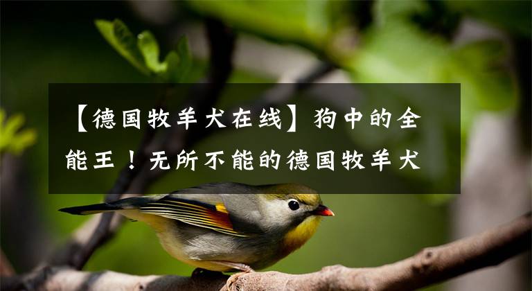 【德国牧羊犬在线】狗中的全能王！无所不能的德国牧羊犬！