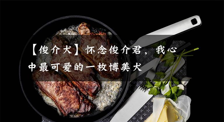 【俊介犬】怀念俊介君，我心中最可爱的一枚博美犬
