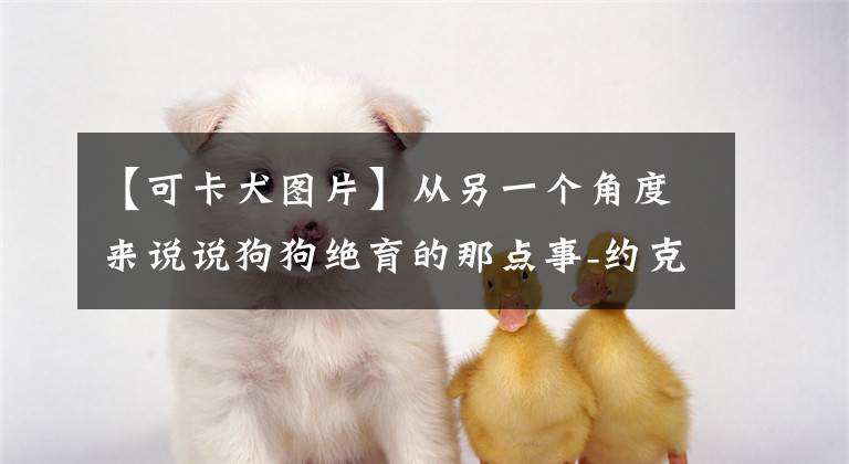 【可卡犬图片】从另一个角度来说说狗狗绝育的那点事-约克夏/可卡篇