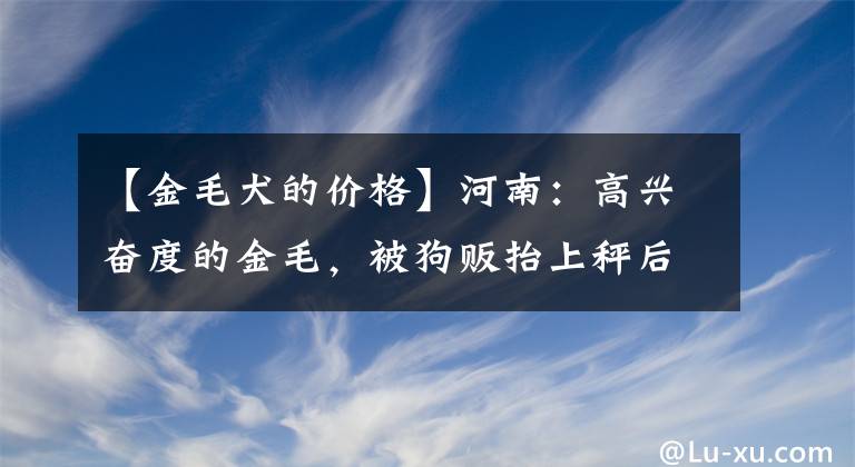 【金毛犬的价格】河南：高兴奋度的金毛，被狗贩抬上秤后，幸运地被人以470块救下