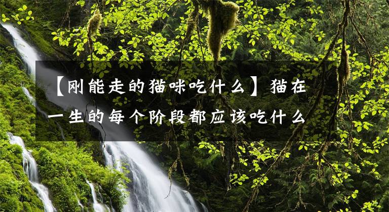 【刚能走的猫咪吃什么】猫在一生的每个阶段都应该吃什么？看这篇文章就够了