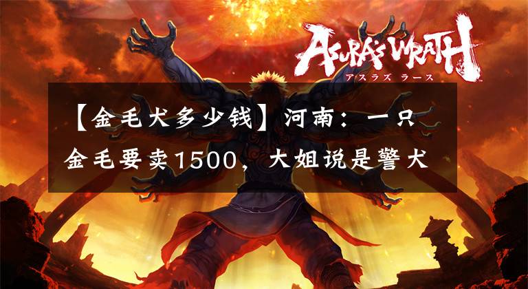 【金毛犬多少钱】河南：一只金毛要卖1500，大姐说是警犬配的：只要郑州人都知道