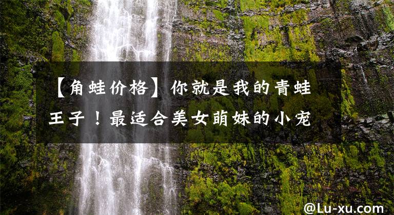 【角蛙价格】你就是我的青蛙王子！最适合美女萌妹的小宠物，非它莫属！