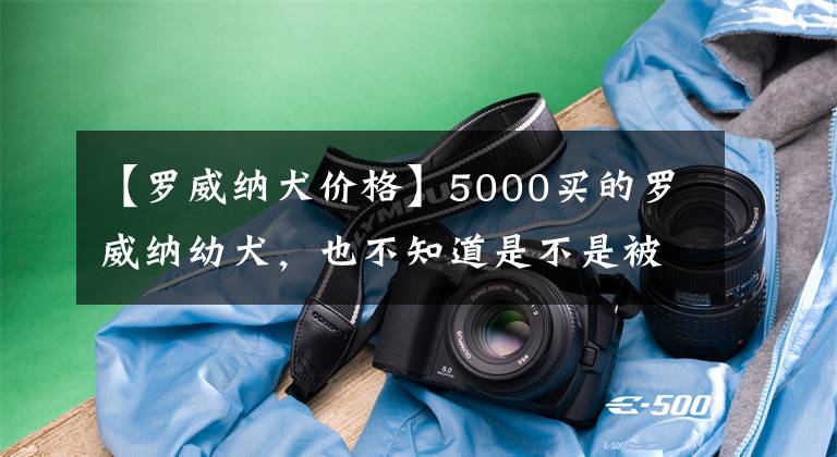 【罗威纳犬价格】5000买的罗威纳幼犬，也不知道是不是被坑了，有懂狗的爱狗人士吗