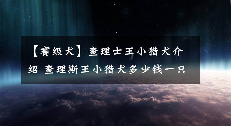 【赛级犬】查理士王小猎犬介绍 查理斯王小猎犬多少钱一只