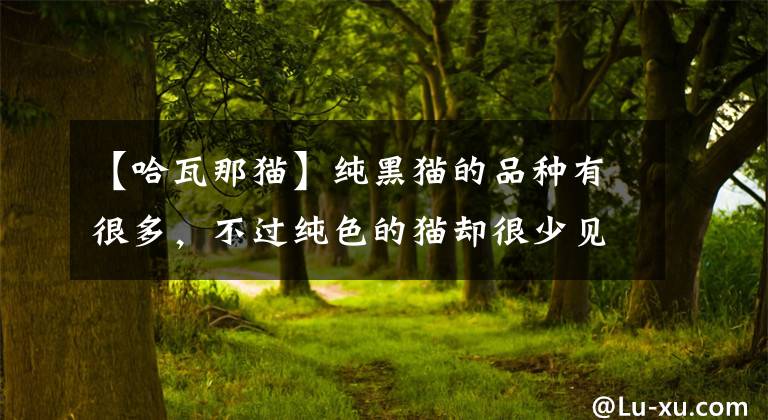 【哈瓦那猫】纯黑猫的品种有很多，不过纯色的猫却很少见，纯黑的猫是什么品种