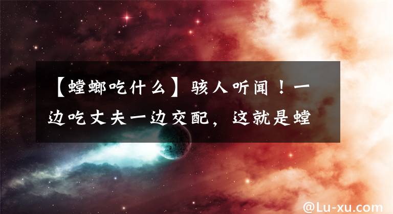 【螳螂吃什么】骇人听闻！一边吃丈夫一边交配，这就是螳螂