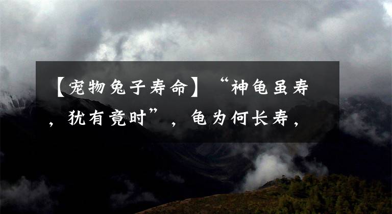 【宠物兔子寿命】“神龟虽寿，犹有竟时”，龟为何长寿，却又濒危，漫谈龟之寿