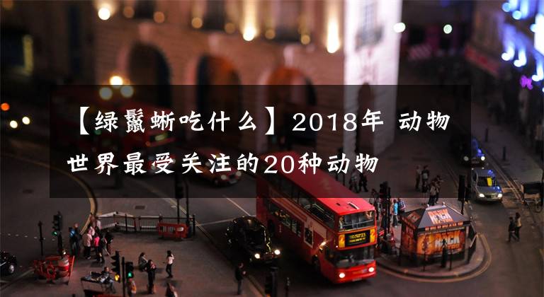 【绿鬣蜥吃什么】2018年 动物世界最受关注的20种动物