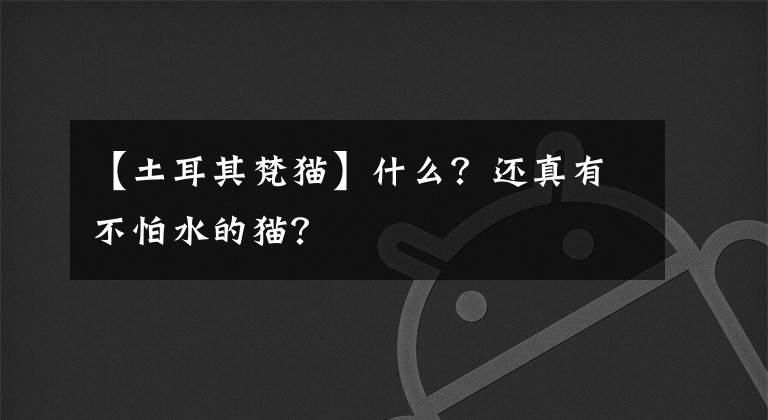 【土耳其梵猫】什么？还真有不怕水的猫？