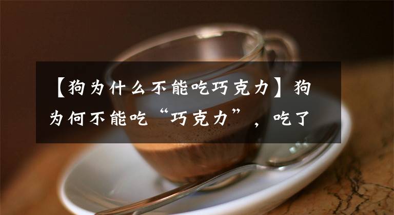 【狗为什么不能吃巧克力】狗为何不能吃“巧克力”，吃了后果会如何？兽医说出真实原因