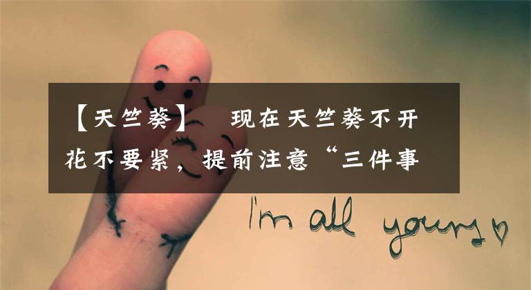 【天竺葵】​现在天竺葵不开花不要紧，提前注意“三件事”，开春就能开爆盆