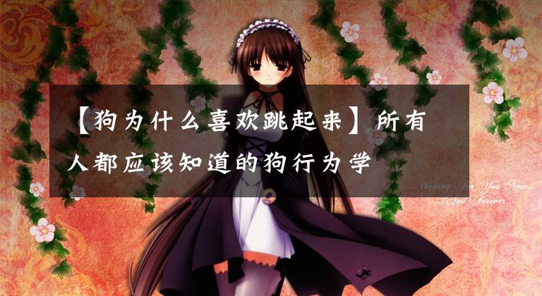 【狗为什么喜欢跳起来】所有人都应该知道的狗行为学