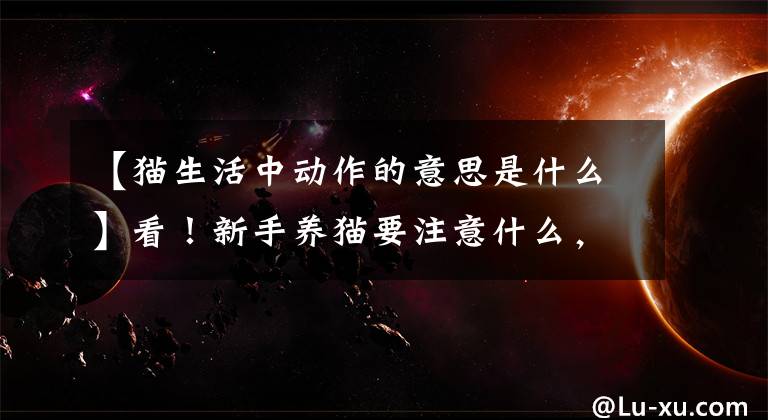 【猫生活中动作的意思是什么】看！新手养猫要注意什么，猫的十种特殊行为的意义。