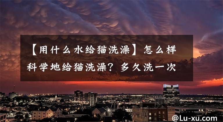 【用什么水给猫洗澡】怎么样科学地给猫洗澡？多久洗一次？