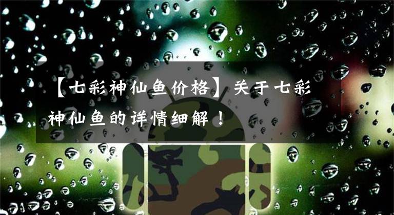 【七彩神仙鱼价格】关于七彩神仙鱼的详情细解！