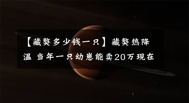 【藏獒多少钱一只】藏獒热降温 当年一只幼崽能卖20万现在8千元就卖