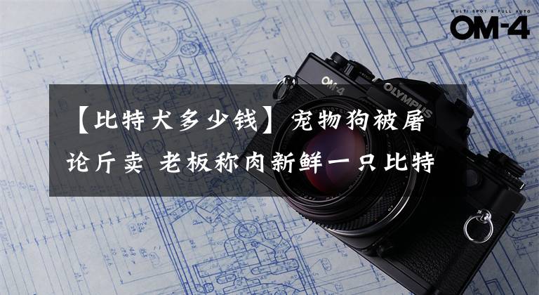 【比特犬多少钱】宠物狗被屠论斤卖 老板称肉新鲜一只比特犬能卖好几千