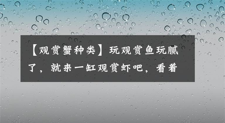 【观赏蟹种类】玩观赏鱼玩腻了，就来一缸观赏虾吧，看着挺带劲的！