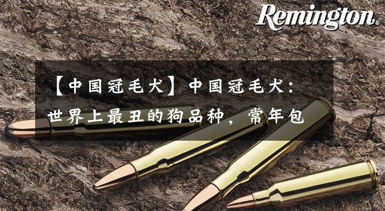 【中国冠毛犬】中国冠毛犬：世界上最丑的狗品种，常年包揽各种全球最丑冠军