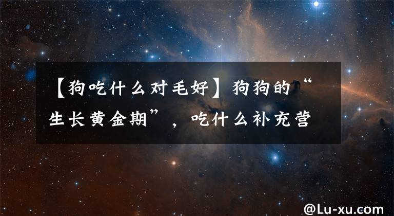 【狗吃什么对毛好】狗狗的“生长黄金期”，吃什么补充营养？