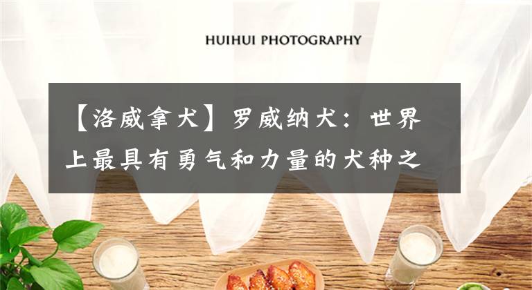 【洛威拿犬】罗威纳犬：世界上最具有勇气和力量的犬种之一，你了解多少？