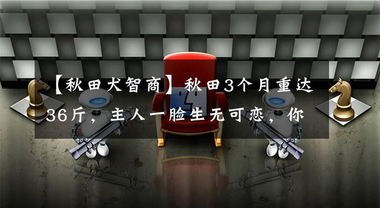 【秋田犬智商】秋田3个月重达36斤，主人一脸生无可恋，你敢再胖一点吗？