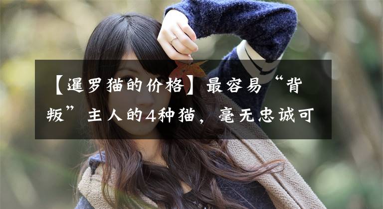 【暹罗猫的价格】最容易“背叛”主人的4种猫，毫无忠诚可言，谁养谁后悔