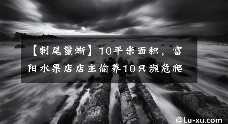 【刺尾鬣蜥】10平米面积，富阳水果店店主偷养10只濒危爬宠，都有什么？