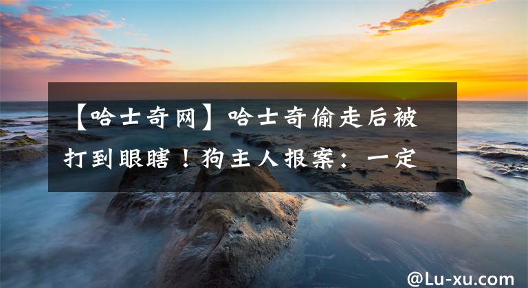 【哈士奇网】哈士奇偷走后被打到眼瞎！狗主人报案：一定要追责