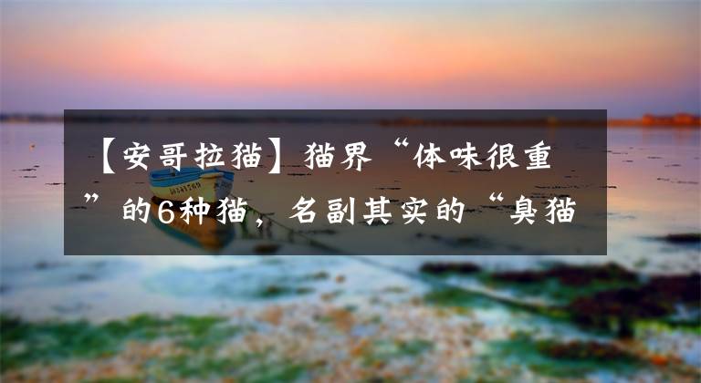 【安哥拉猫】猫界“体味很重”的6种猫，名副其实的“臭猫”