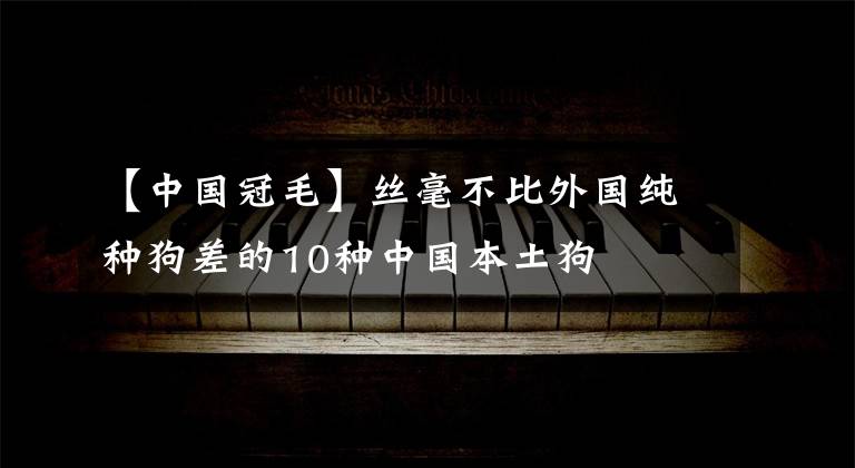 【中国冠毛】丝毫不比外国纯种狗差的10种中国本土狗