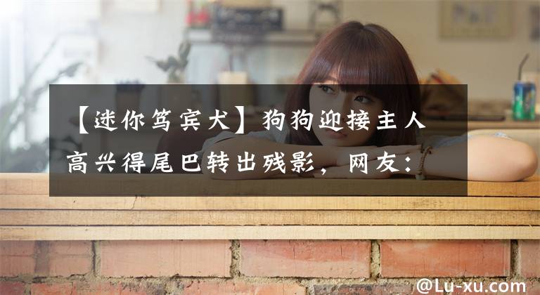 【迷你笃宾犬】狗狗迎接主人高兴得尾巴转出残影，网友：还以为开了倍速