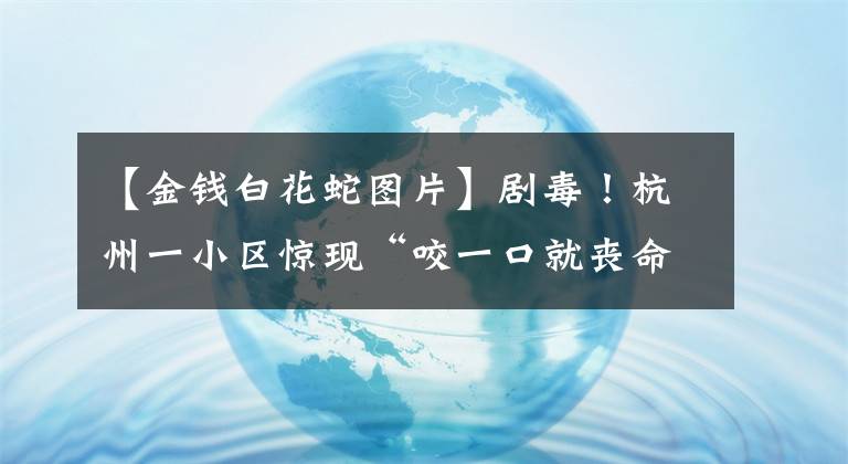 【金钱白花蛇图片】剧毒！杭州一小区惊现“咬一口就丧命”的银环蛇，关键时刻......