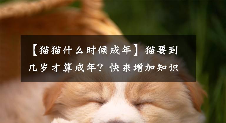【猫猫什么时候成年】猫要到几岁才算成年？快来增加知识吧