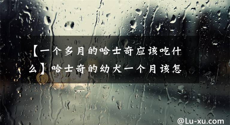 【一个多月的哈士奇应该吃什么】哈士奇的幼犬一个月该怎么养？
