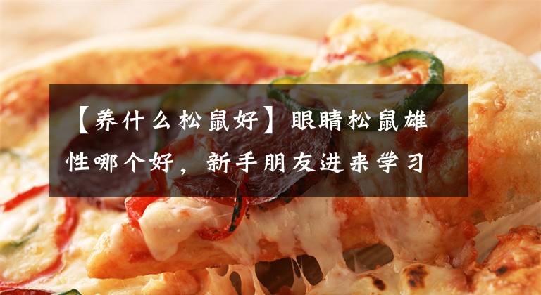 【养什么松鼠好】眼睛松鼠雄性哪个好，新手朋友进来学习。