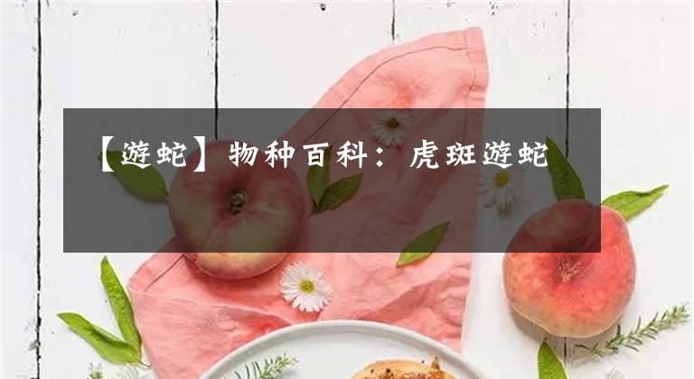 【游蛇】物种百科：虎斑游蛇