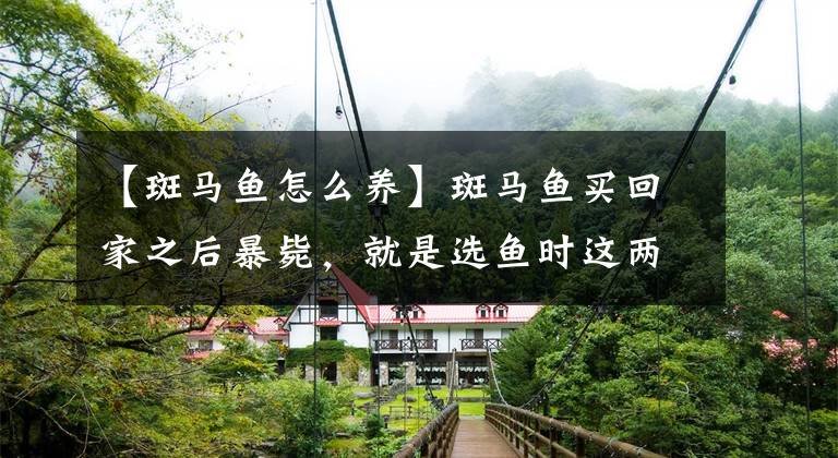 【斑马鱼怎么养】斑马鱼买回家之后暴毙，就是选鱼时这两条没注意！