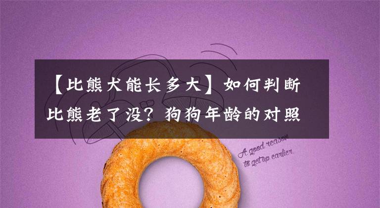 【比熊犬能长多大】如何判断比熊老了没？狗狗年龄的对照表，你家比熊多大了？
