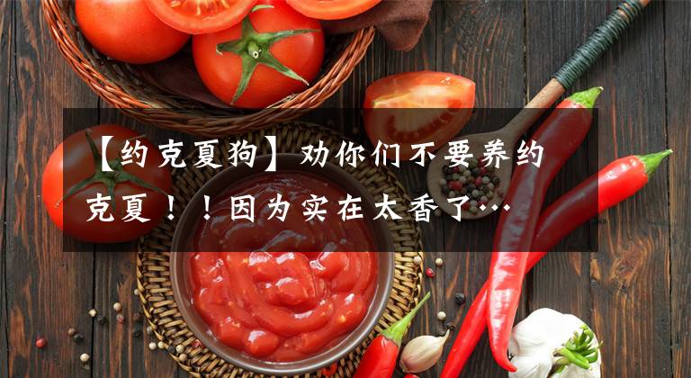 【约克夏狗】劝你们不要养约克夏！！因为实在太香了…
