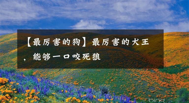 【最厉害的狗】最厉害的犬王，能够一口咬死狼