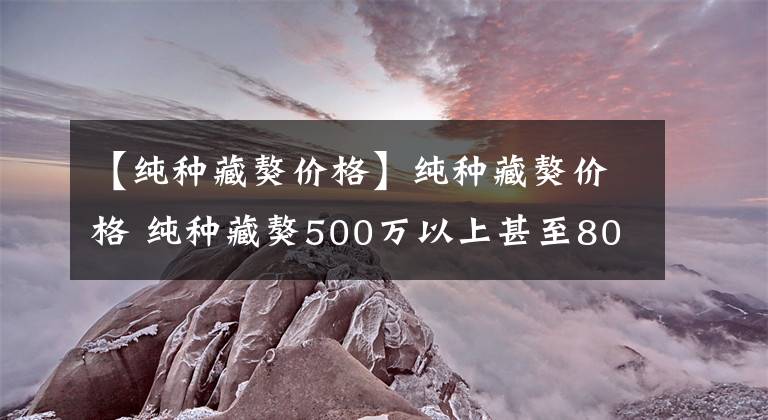 【纯种藏獒价格】纯种藏獒价格 纯种藏獒500万以上甚至800万