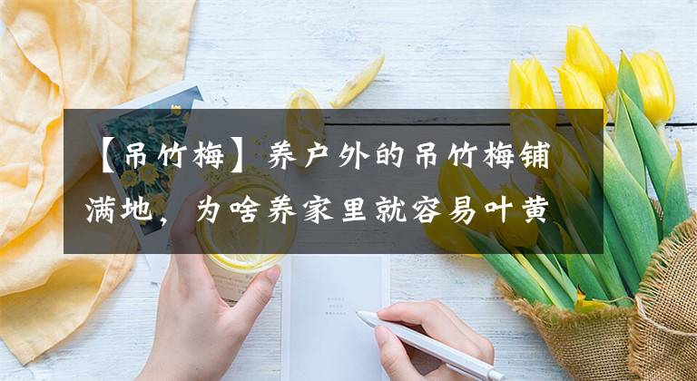 【吊竹梅】养户外的吊竹梅铺满地，为啥养家里就容易叶黄或枯萎