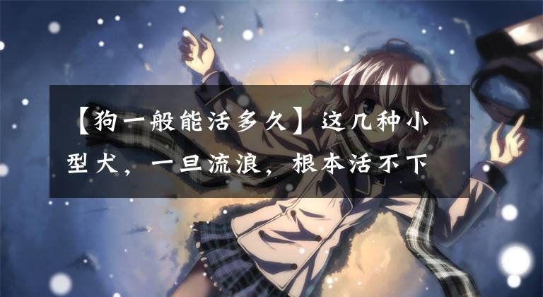 【狗一般能活多久】这几种小型犬，一旦流浪，根本活不下去