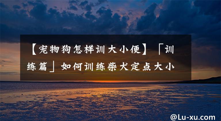 【宠物狗怎样训大小便】「训练篇」如何训练柴犬定点大小便