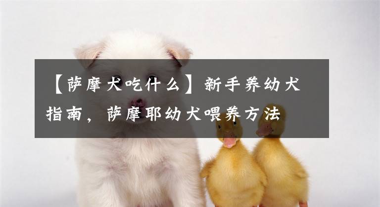 【萨摩犬吃什么】新手养幼犬指南，萨摩耶幼犬喂养方法
