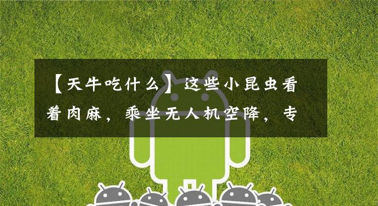 【天牛吃什么】这些小昆虫看着肉麻，乘坐无人机空降，专门吃松材线虫